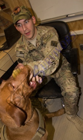 Military Dog.jpg